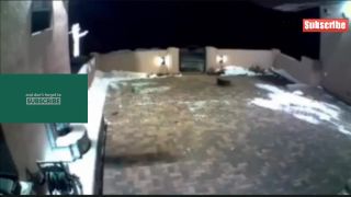 Puma chcela uloviť malého psíka a majiteľka zasiahla prekvapivo.