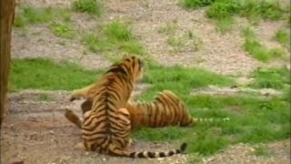 SLOVENSKÁ MAFIA - Mikuláš Černák a tigre