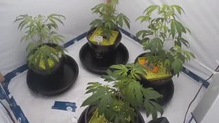 Malinový kašeľ (Cannabis timelapse)