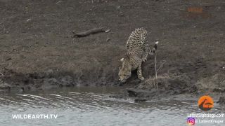 Mladý gepard nemal žiadnu šancu (Krugerov národný park)