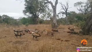 Boj šeliem o antilopu v krugerovom parku