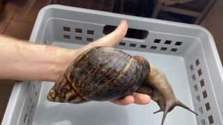 Archachatina marginata ovum - najväčší slimák na svete