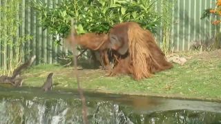 Vydry si doberajú orangutana