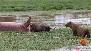 Pomsta mŕtveho hrocha (Krugerov národný park)