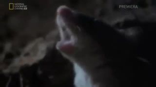 Myš a Mesiac

