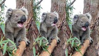 Nahnevaná koala si riadne zaručala