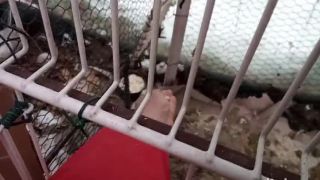 Sv. Jana z Arcu - tá ak sa objavila, aj sliepky začali znášať