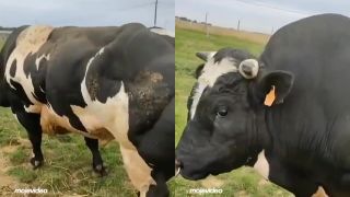 Viac ako 1000 kg ťažký býk plemena Belgian Blue