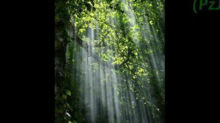 PzJD?55:TREE - MAN: senzační stromový muž (PovídkyzJinéDimenze)