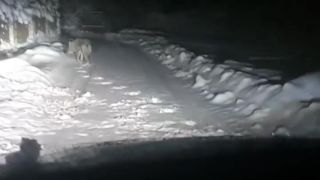 Po obci Rudňany sa pohybuje vlk