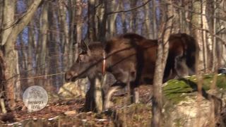 Medvede a vlci ohrozujú návrat losa na Slovensko