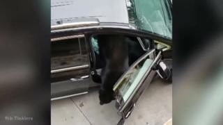 Medvede sa vlámali cez ákná domov a áut. Kompilačka