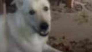 Belka