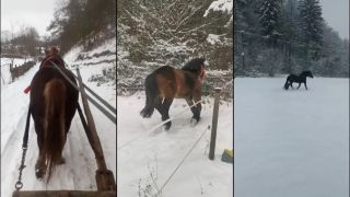 Kone sa radujú zo snehu