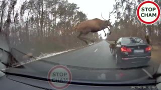 Stádo jeleňov preskakuje BMW (Poľsko)