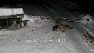 Vlci si dali na večeru domáceho miláčika