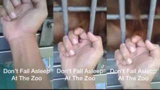 Zaspal v zoo.