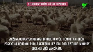 Ďalšia epidémia – kvôli veľkochovom kurčiat?