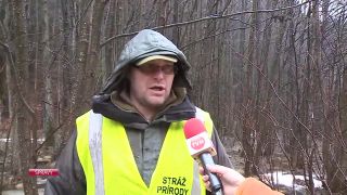 Poľovník na Devínskej Kobyle zachránil diviača od smrti