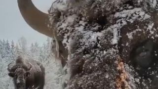 Majestátny zubor v tvrdej ruskej zime