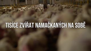 Jedny milujeme, iné zabíjame