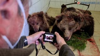 Ochranári usmrtili tatranských medveďov