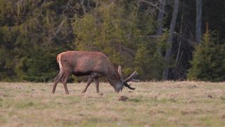 Jeleň európsky sa pasie na jarnej tráve. Slovensko Orava