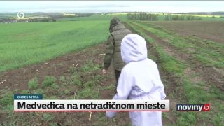 Medvedica s mláďatami v blízkosti rodinných domov okres Nitra