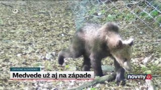 Medvede na pohorí Tribeč
