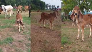 Teliatko zebu má extrémne dlhé uši (Thajsko)