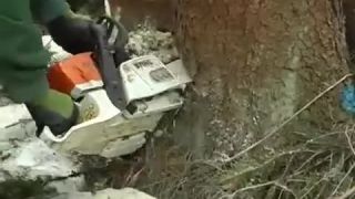 Približovanie dreva s býkmi na miesto koňov. Lesné práce. Vôl