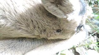 Čerstvo narodené mláďa srny