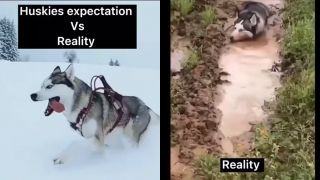 Husky v predstavách vs. realita