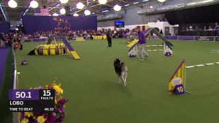 Husky vs. borderská kólia (agility)