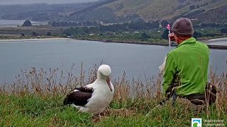 Len odvážim malé a idem preč (albatros kráľovský)