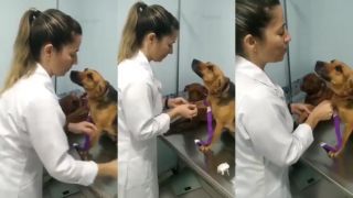 Ukážkový štvornohý pacient u veterinára