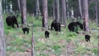 Vasja, upokoj sa! Nepotrebujeme toľko mäsa!