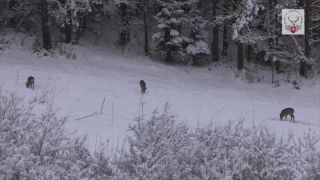 Rozdiel medzi vnadením a prikrmovaním. Poľovníctvo