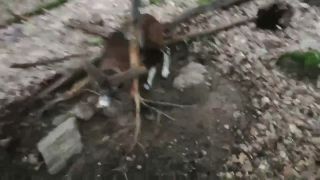 Dobrý muž zachránil zakliesneného muflóna