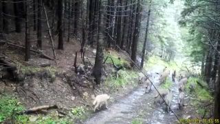 Veľká svorka vlkov, Rumunsko