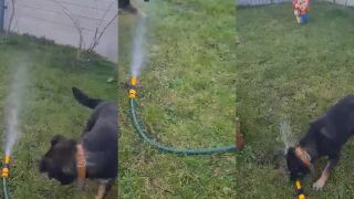 Rocky dog ??‍? moja malá princezná