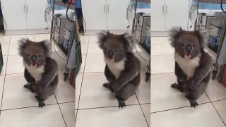 Koala je proti vakcínam