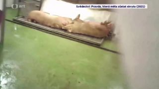 Svědectví: Pravda, která měla zůstat skryta