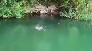 Táto zje návnadu aj s udicou (a rybárom)