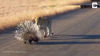 Mladého leoparda školí dikobraz