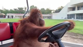 Orangutan jazdí na golfovom autíčku ako profík