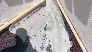 Máte na streche milión chrobákov! (Argentína)