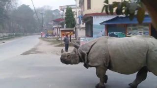 V nepálskej dedine Sauraha si treba dávať pozor na nosorožce!