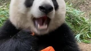 Panda sa napcháva obrovskou mrkvou