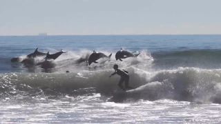 Delfíny si prišli zasurfovať spolu so surfermi